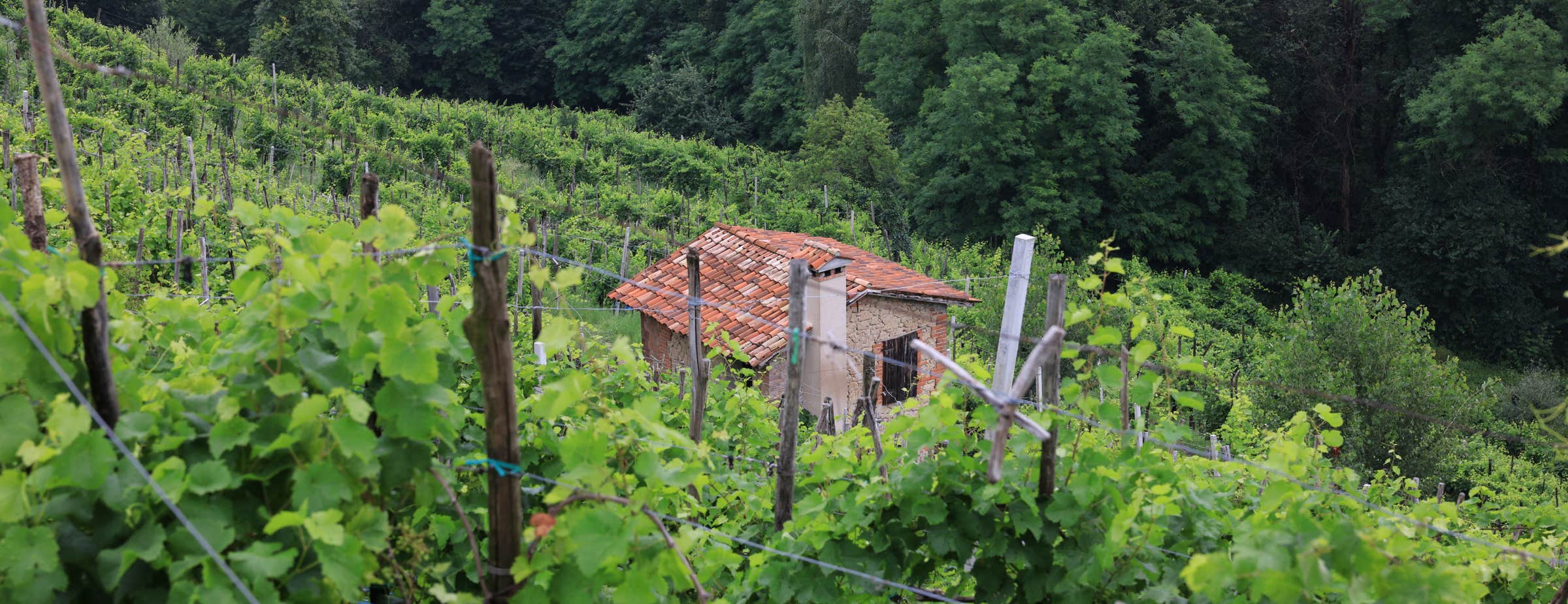 The picture was taken in the middle of a vineyard. You can see an old small house for vineyard workers from above. The house is densely surrounded by vines and deep green deciduous trees can be seen in the background.