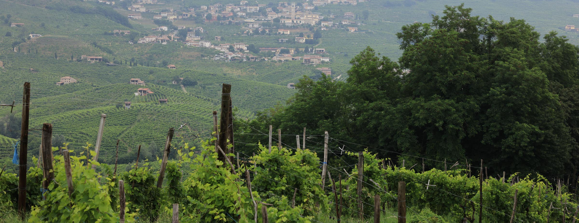 Vista desde un viñedo que muestra vides cercanas en la parte delantera y más viñedos y un pequeño pueblo en la distancia. 