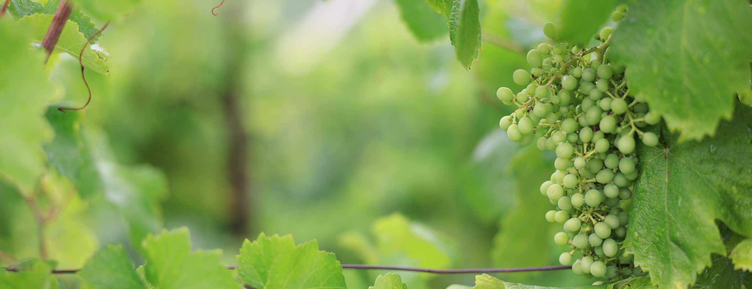Imagen de uvas verdes colgando en un viñedo rodeado de hojas verdes. 