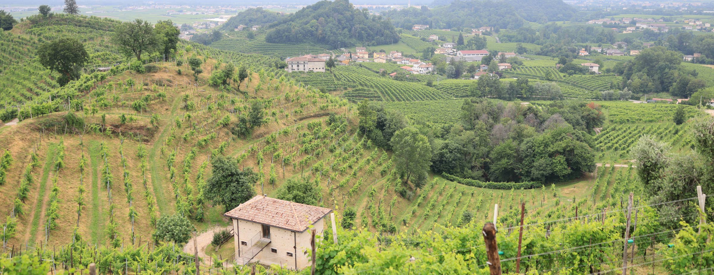 Na sliki so vinogradi na hribovitem terenu z osamljenimi hišicami in majhnimi skupinami stavb med vinogradniškimi parcelami.