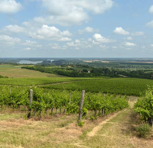 This round picture shows a landscape taken in bright sunshine. In the foreground, many rows of vines can be seen stretching into the distance. A body of water can also be recognised in the distance. This is the large Danube river.