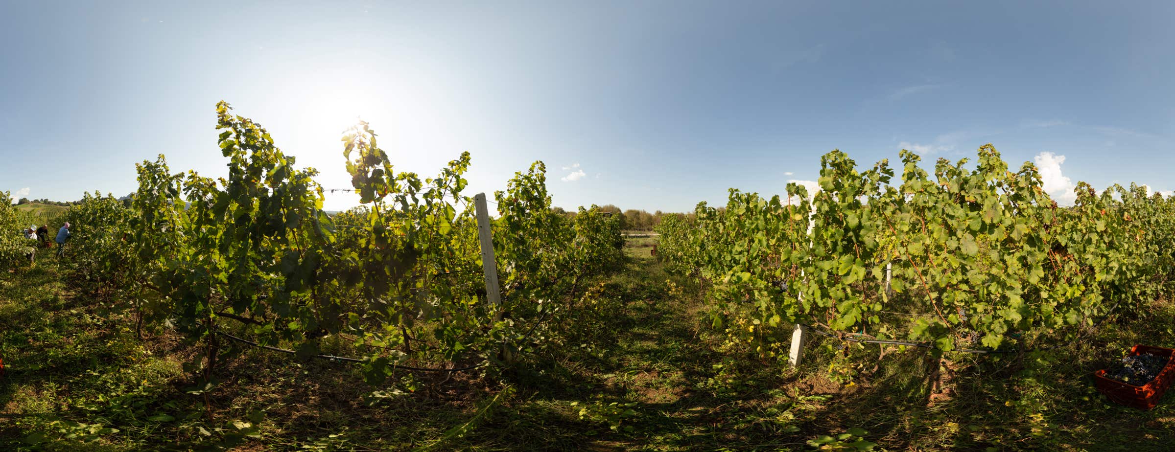 The image shows a 360° view between grapevines of a vineyards. Workers are harvesting grapes.
