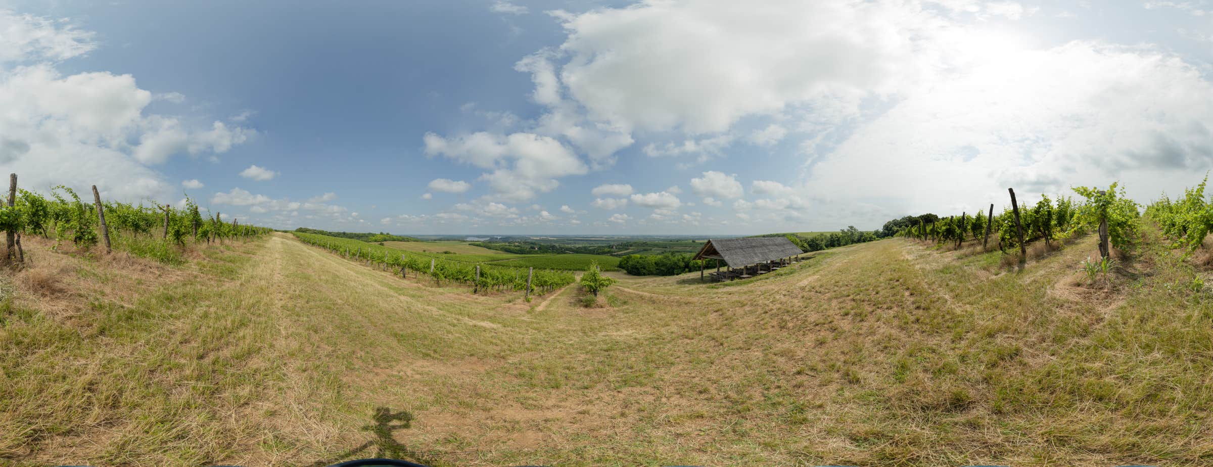 Das 360°-Panoramabild zeigt den Weinberg mit mehreren Reihen von Weinstöcken und einem überdachten Sitzbereich. Das Bild ist mit der Panoramatour verlinkt.